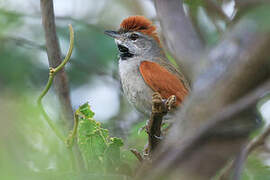 Sooty-fronted Spinetail