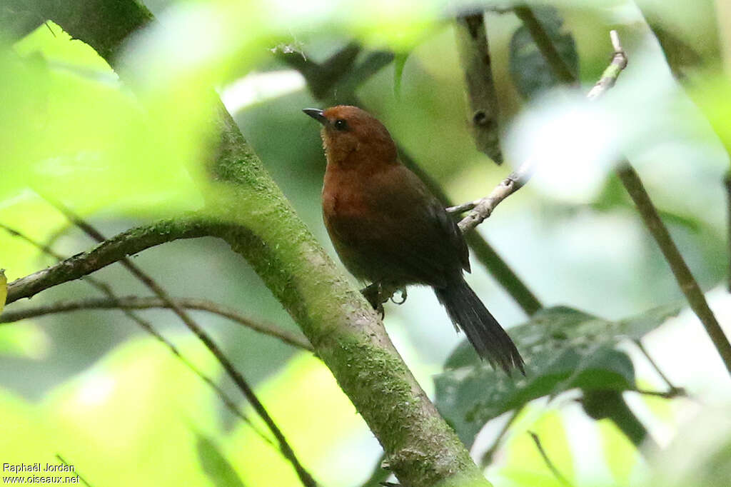 Chestnut-throated Spinetailadult, identification