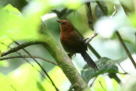 Chestnut-throated Spinetail