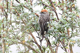 White-browed Tit-Spinetail