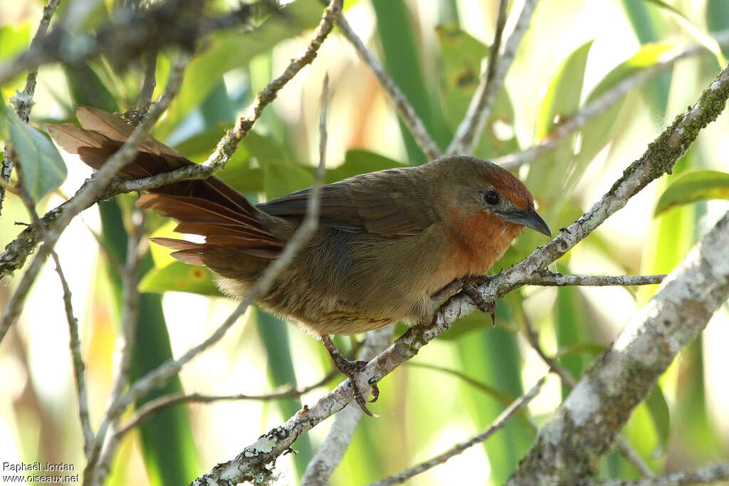 Synallaxe à gorge rousse adulte, nuptial, identification