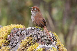 Eye-ringed Thistletail