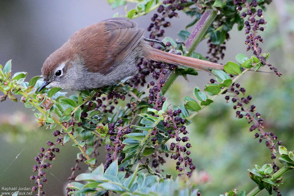 White-chinned Thistletailadult, pigmentation, feeding habits, Behaviour