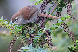 White-chinned Thistletail