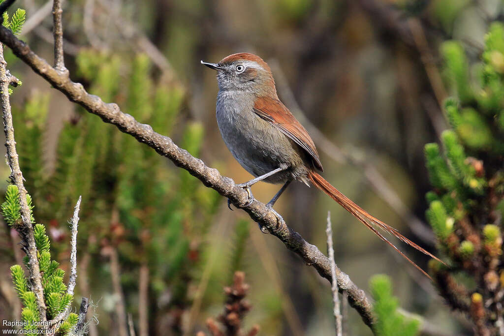 White-chinned Thistletailadult, identification