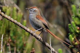 White-chinned Thistletail