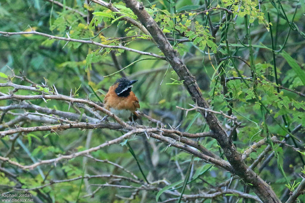 White-whiskered Spinetailadult, habitat, pigmentation