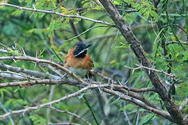 White-whiskered Spinetail