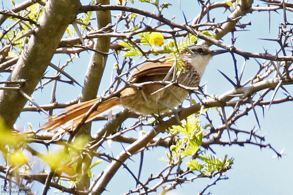 Synallaxe à poitrine rayéeadulte, identification