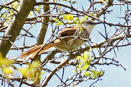 Great Spinetail