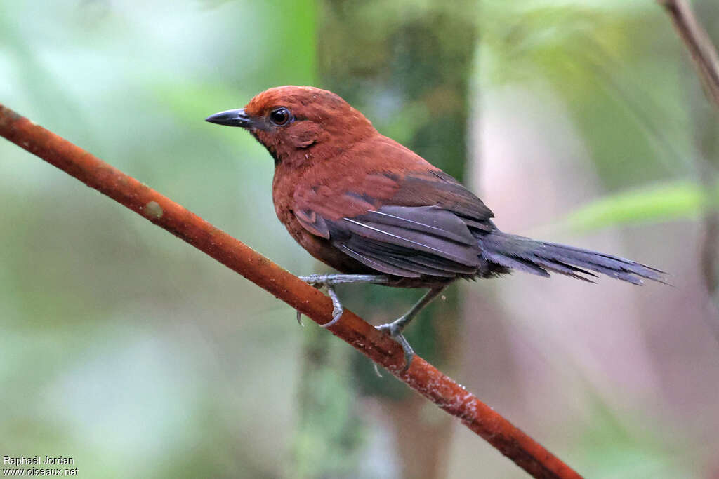 Ruddy Spinetailadult