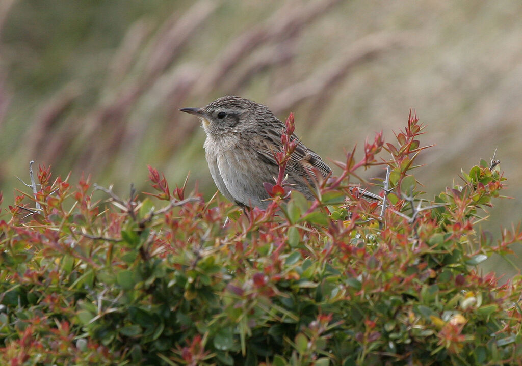 Austral Canasteroadult breeding