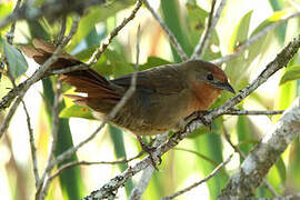 Orange-breasted Thornbird