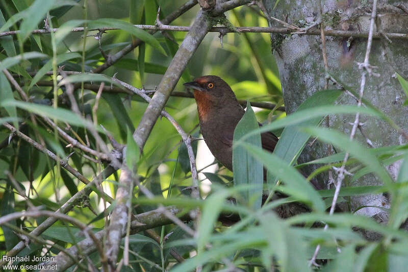 Orange-eyed Thornbirdadult, habitat, pigmentation