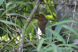 Orange-eyed Thornbird