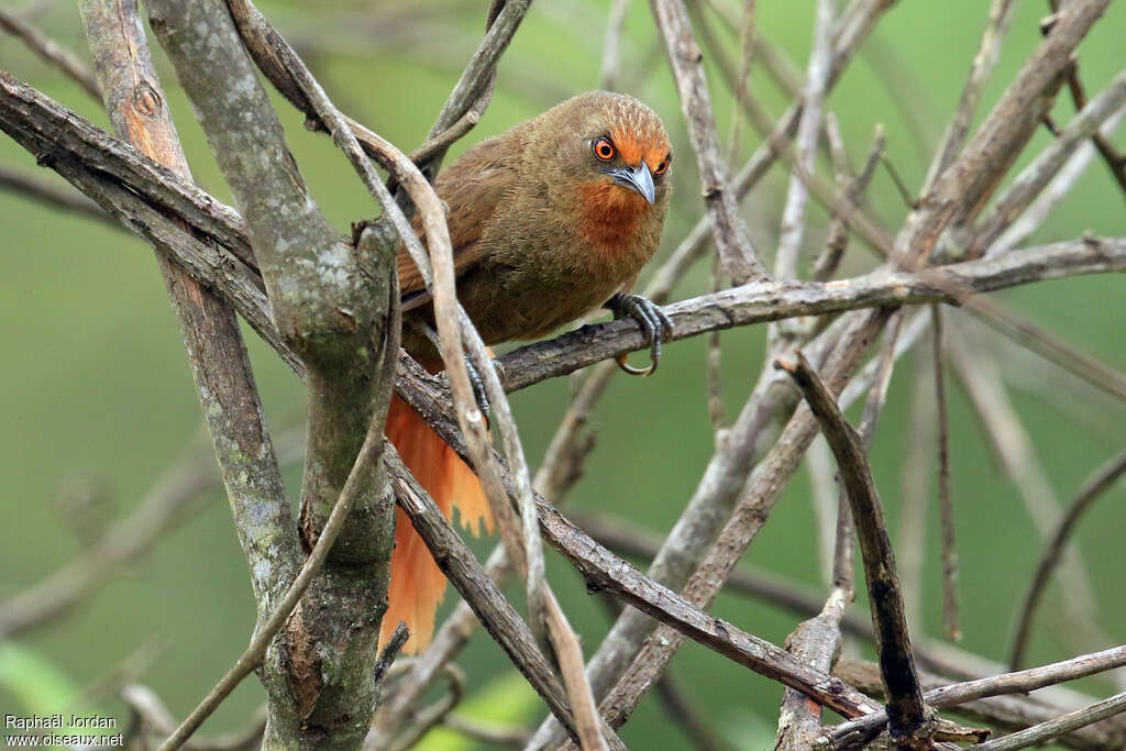 Orange-eyed Thornbirdadult, identification