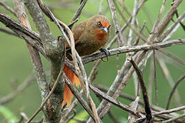 Orange-eyed Thornbird