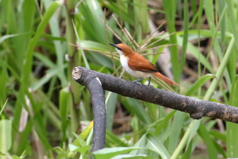 Red-and-white Spinetailadult