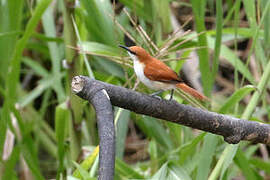 Red-and-white Spinetail