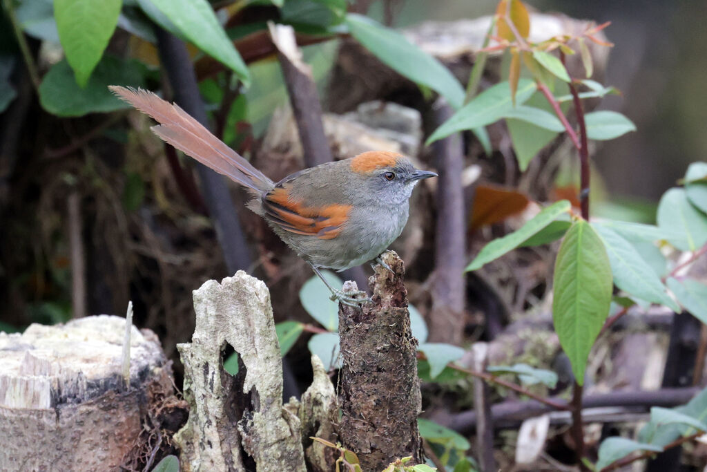 Azara's Spinetailadult