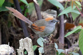 Azara's Spinetail