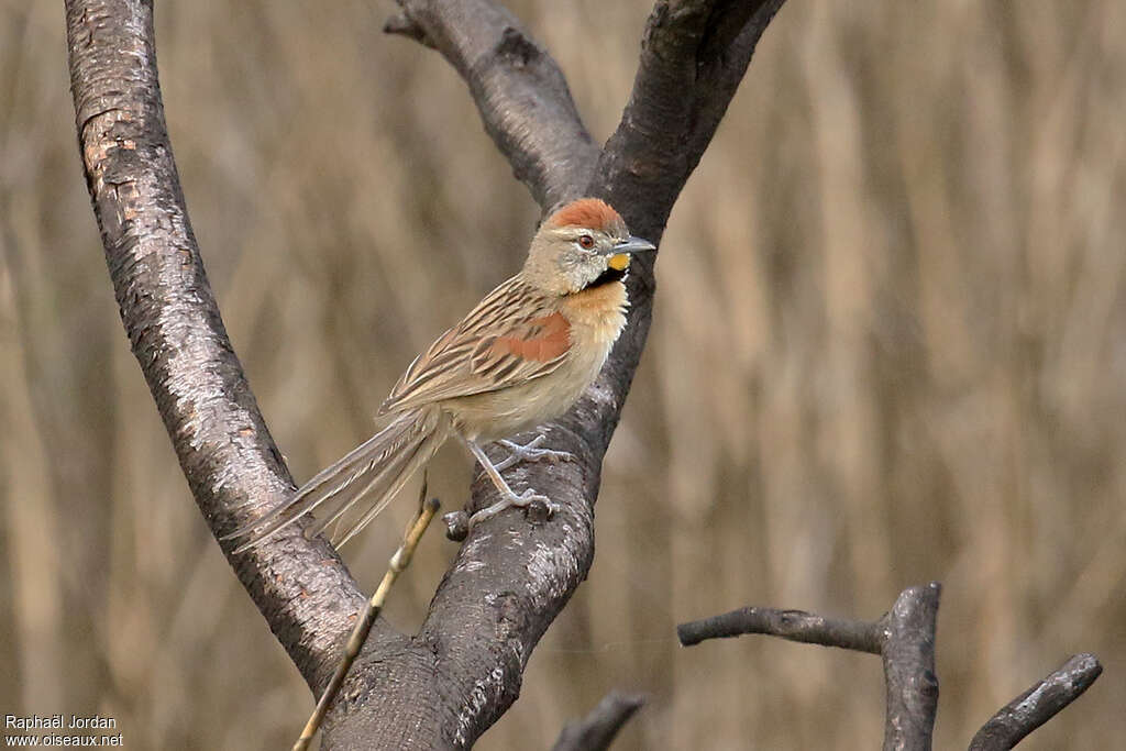 Chotoy Spinetailadult, identification