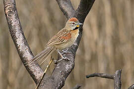 Chotoy Spinetail