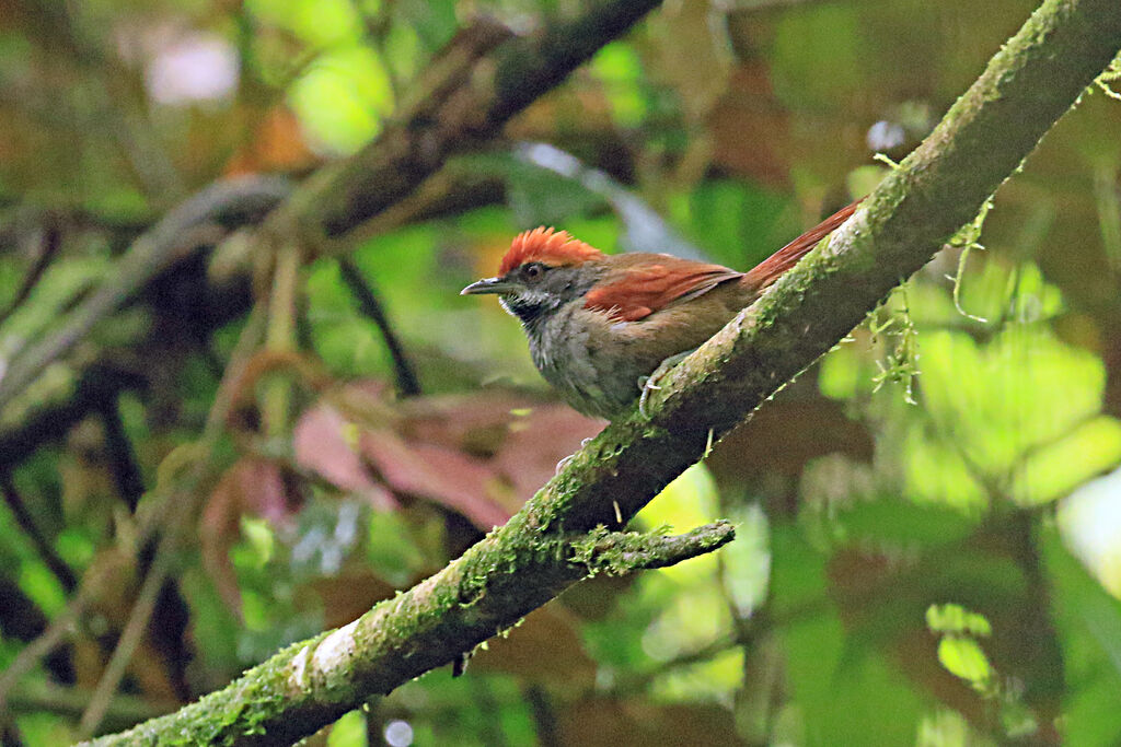 Bahia Spinetailadult