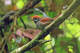 Bahia Spinetail