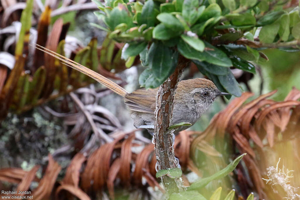 Puna Thistletailadult, identification