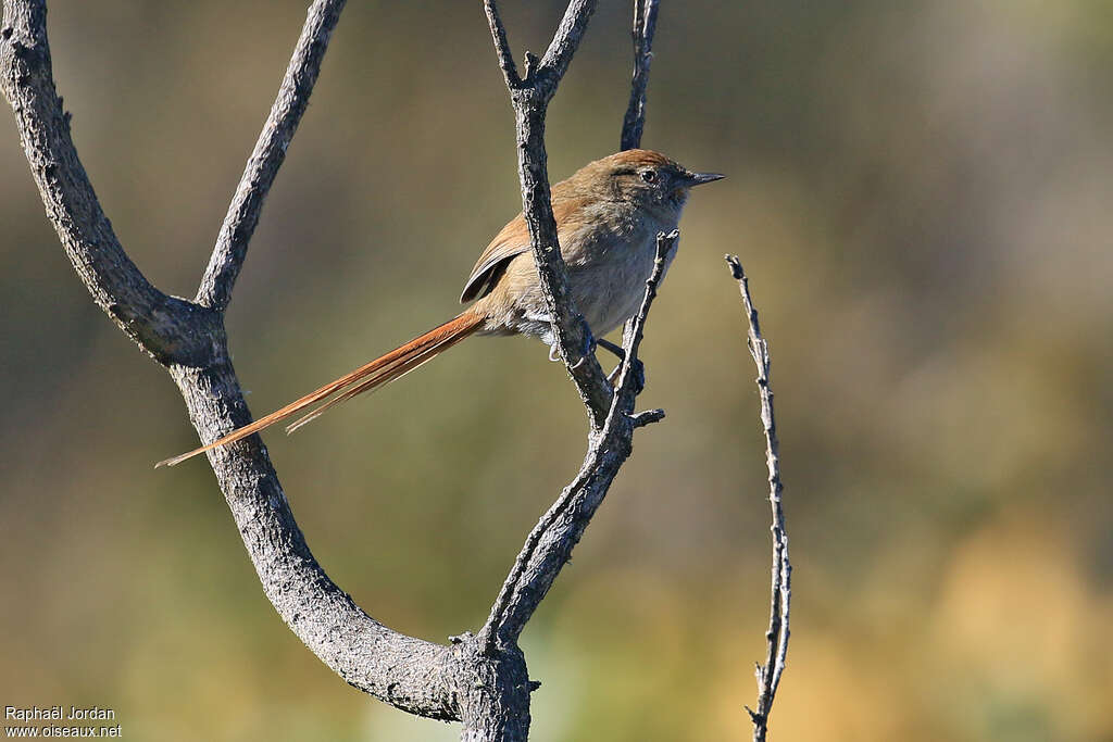 Perija Thistletail adult, identification