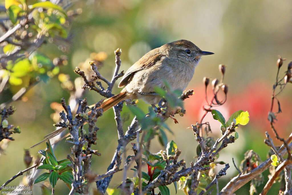 Perija Thistletail adult, habitat, pigmentation