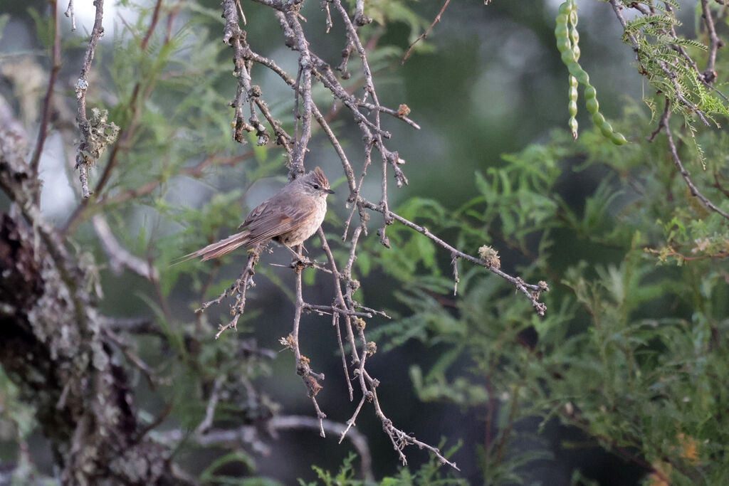 Tufted Tit-Spinetailadult