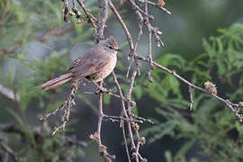 Tufted Tit-Spinetail