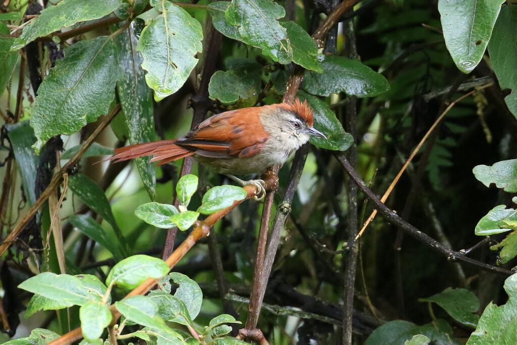 Marcapata Spinetailadult