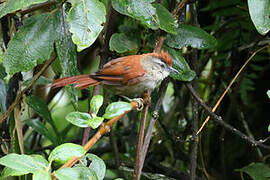 Marcapata Spinetail