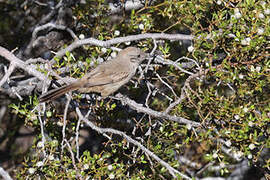 Patagonian Canastero