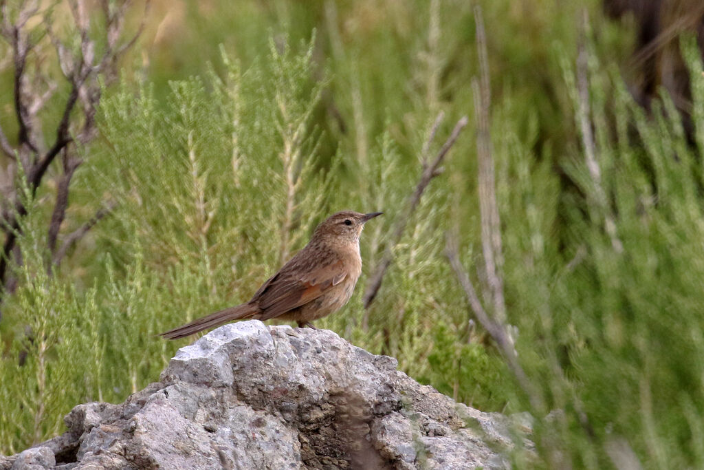 Streak-backed Canasteroadult, identification