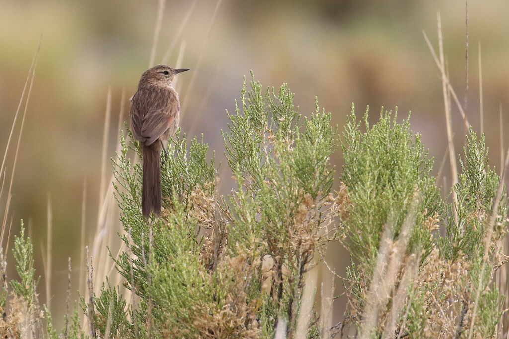 Streak-backed Canasteroadult, habitat