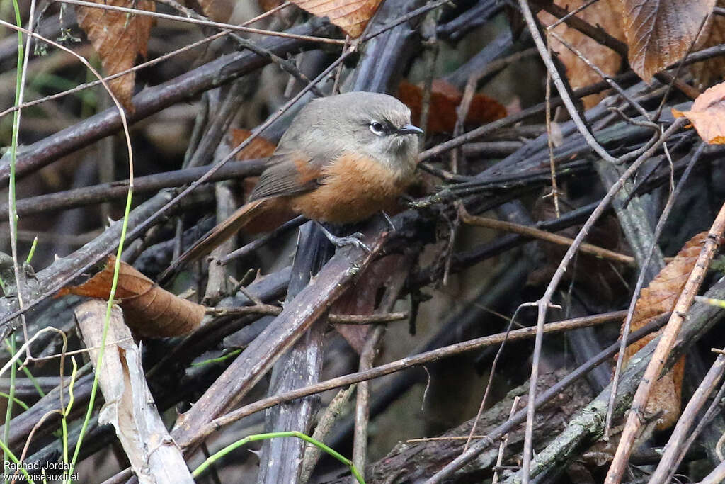 Russet-bellied Spinetailadult, identification