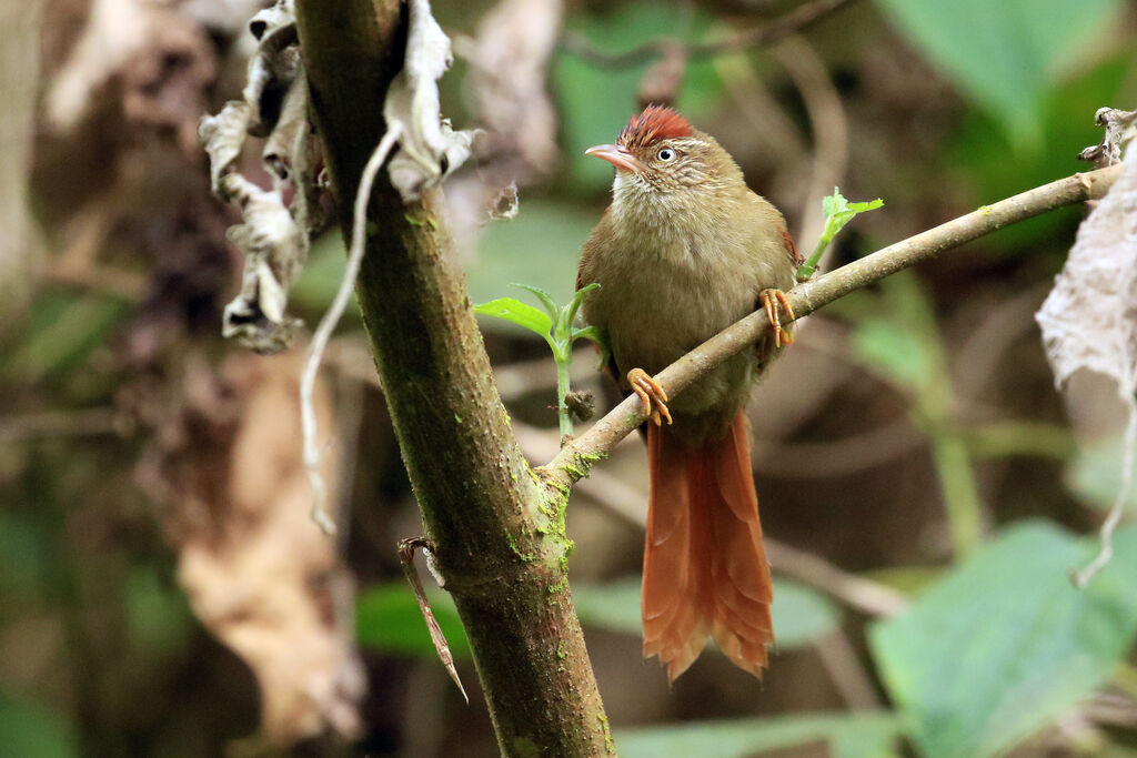 Streak-capped Spinetailadult