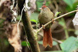 Streak-capped Spinetail