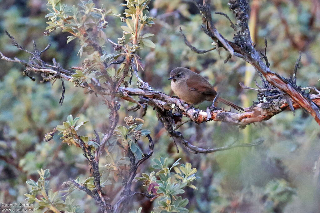 Synallaxe des canyonsadulte, identification