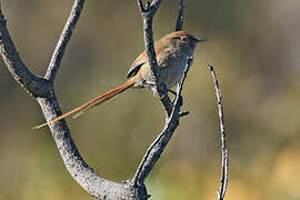 Perija Thistletail