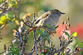 Perija Thistletail