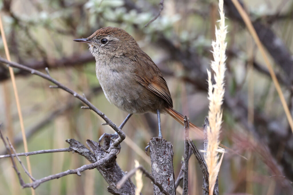 Synallaxe des Periya