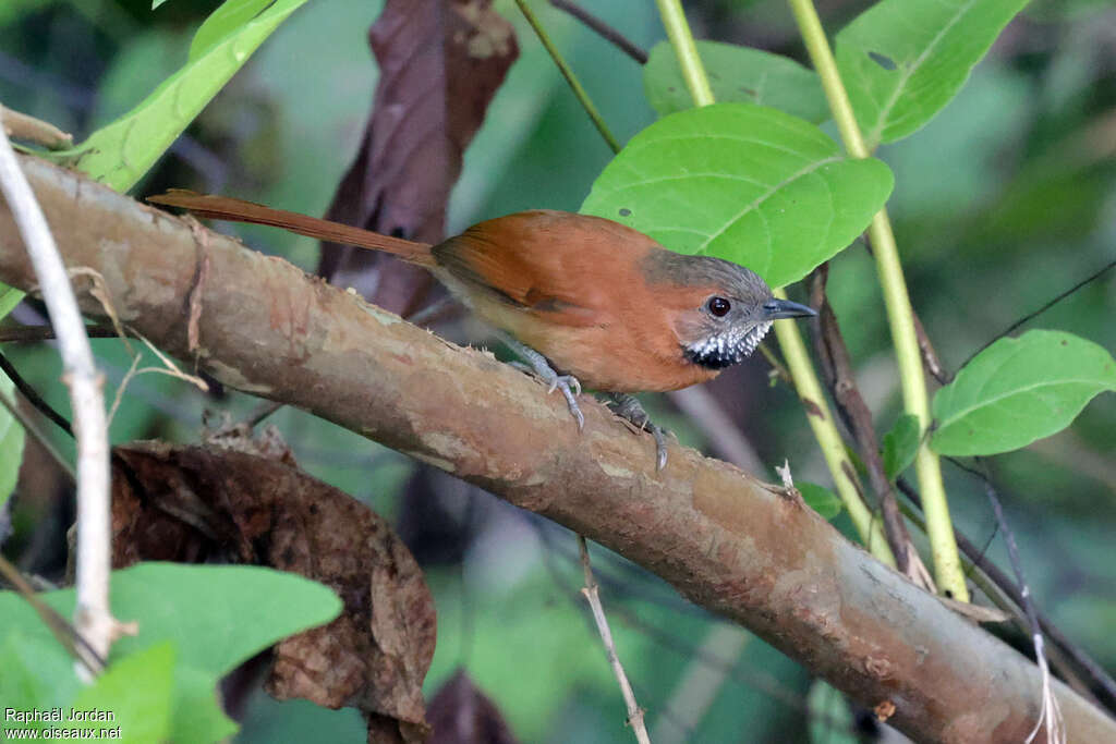 Hoary-throated Spinetailadult