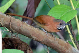 Hoary-throated Spinetail