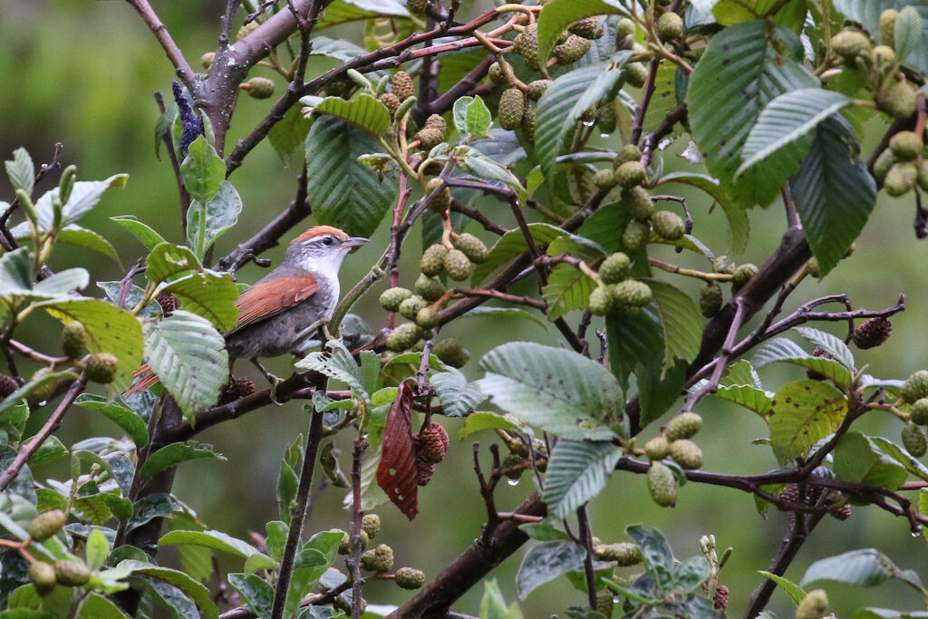 Line-cheeked Spinetailadult