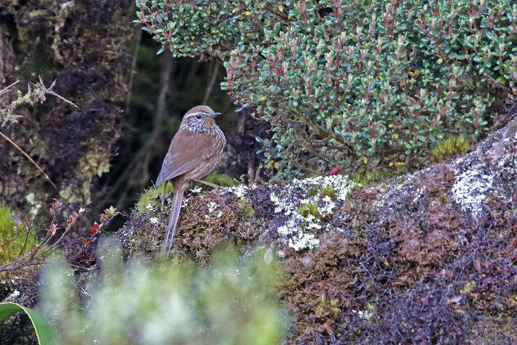 Line-fronted Canasteroadult